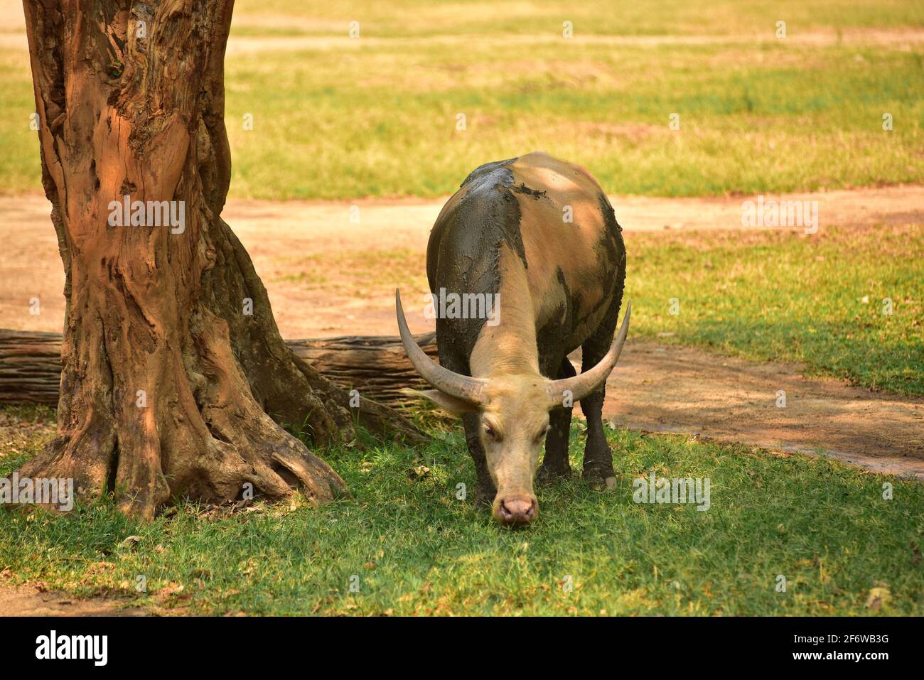 Water buffalo (Bubalus bubalis) is a bovid originating in southern Asia. This photo was taken in Chiang Mai, Thailand. Stock Photo