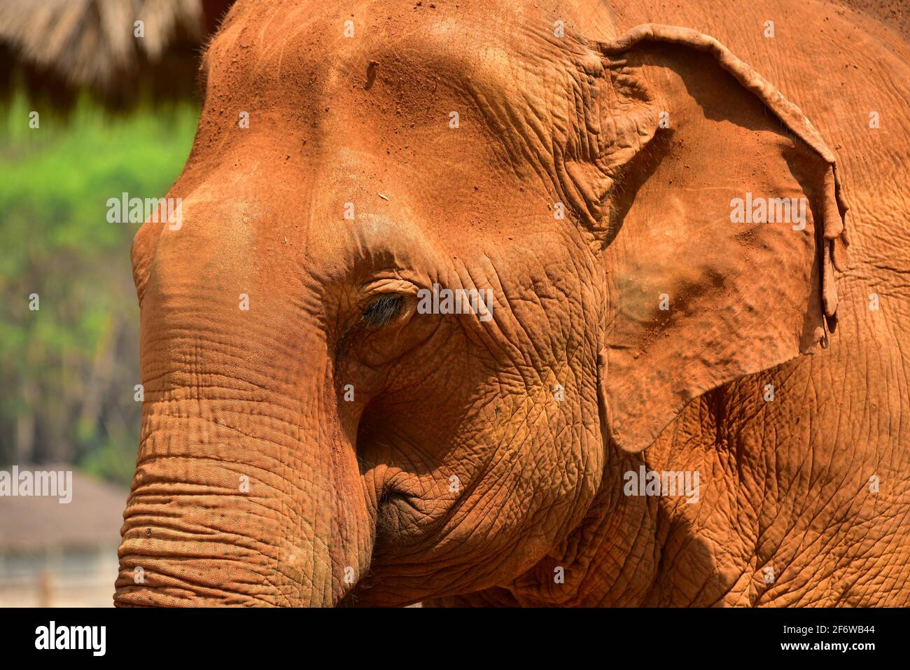 Asian or asiatic elephant (Elephas maximus), head detail. Chiang Mai, Thailand. Stock Photo