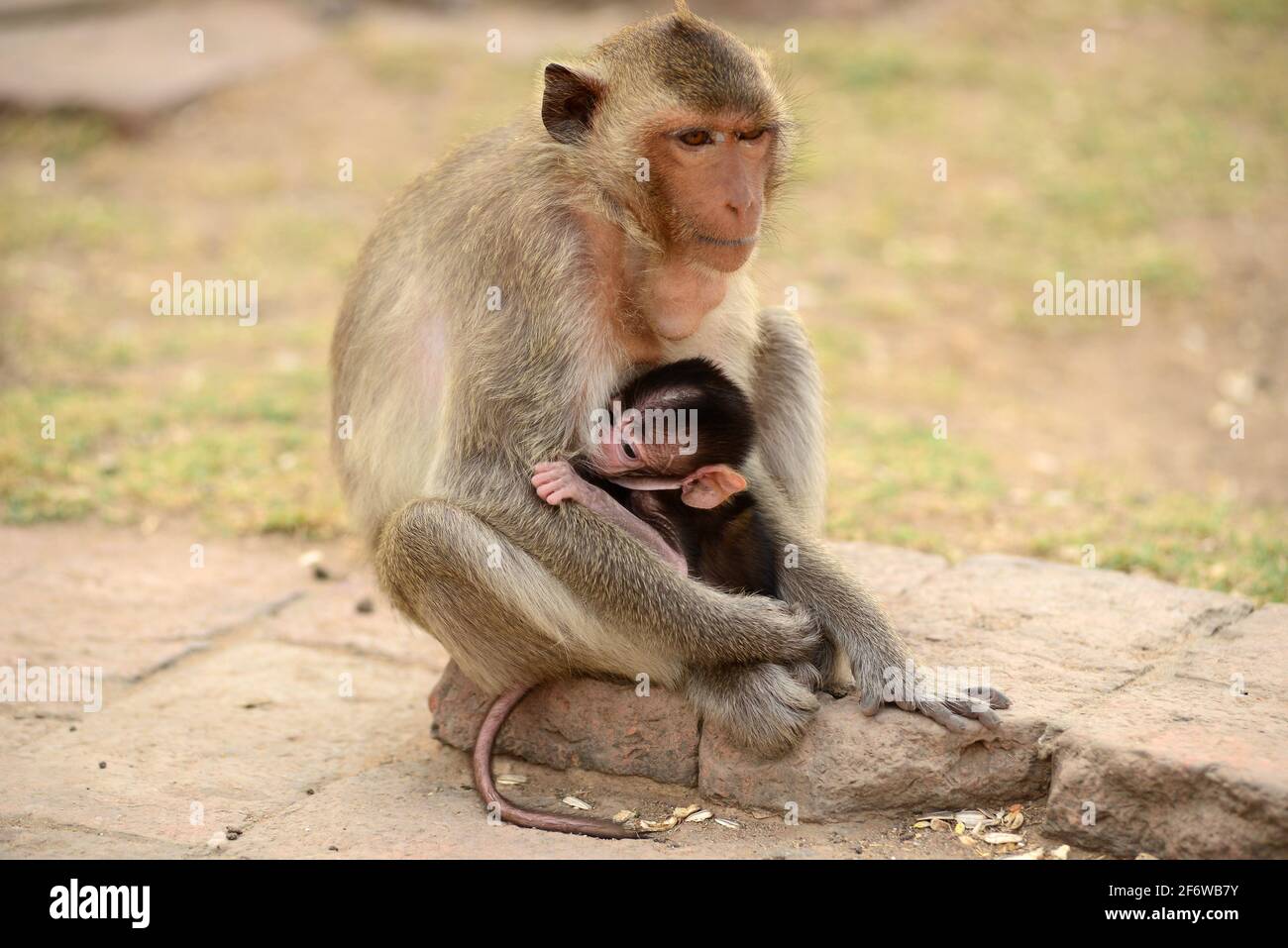 Lopburi city, crab-eating macaques on Phra Prang Sam Yot a Kmer temple. Mother and baby sucking. Thailand. Stock Photo