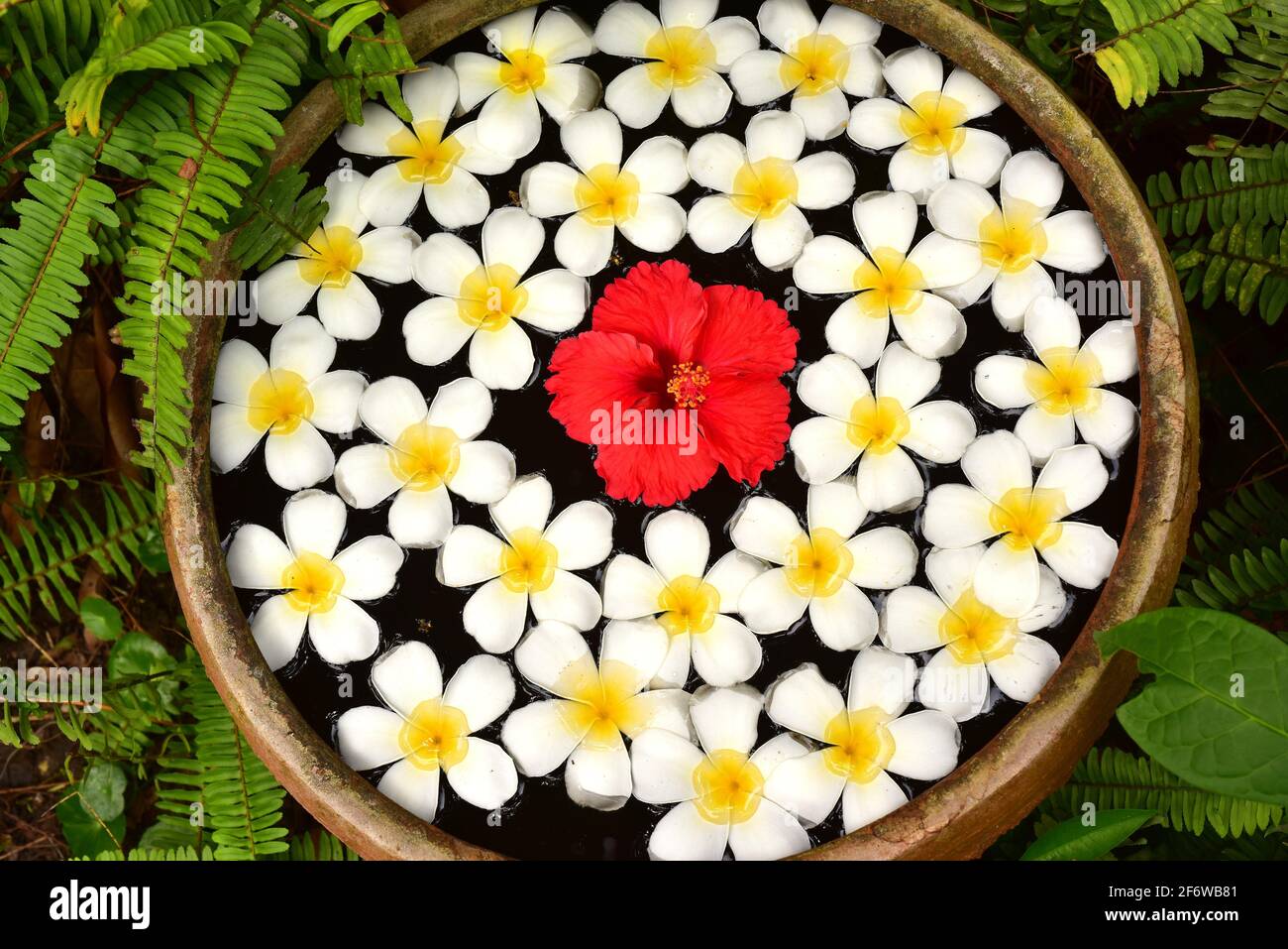 Container with water and floating flowers. Phitsanulok, Thailand. Stock Photo