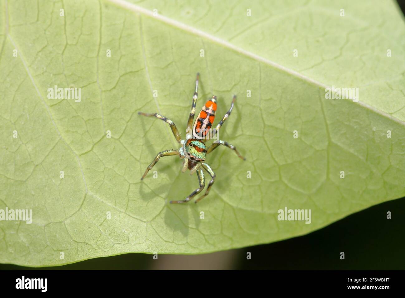 Jumping spiders, cosmophasis, spiders in the family salticidae, asia Stock Photo