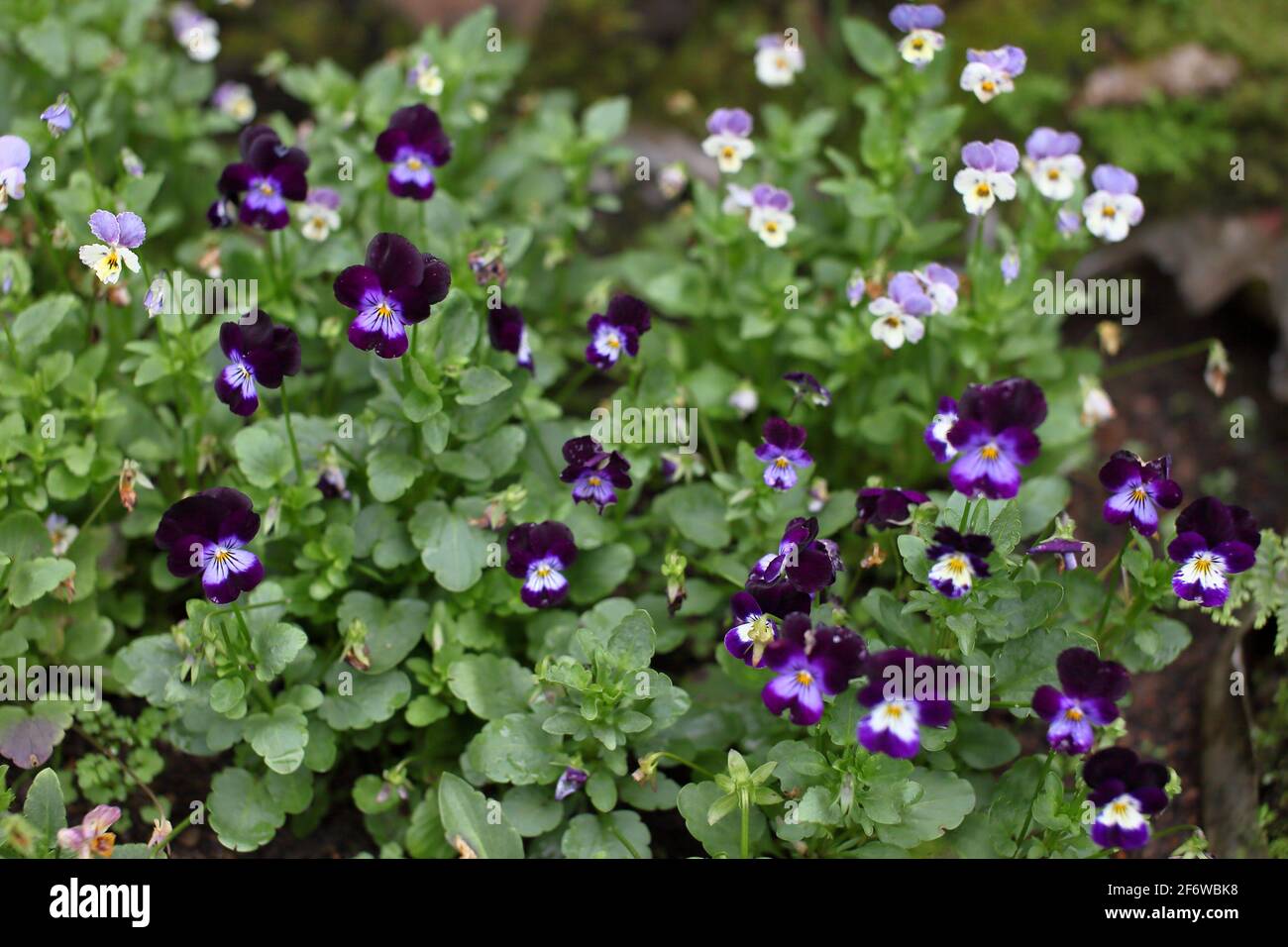 Garden pansy, a wildflower of europe and western asia Stock Photo