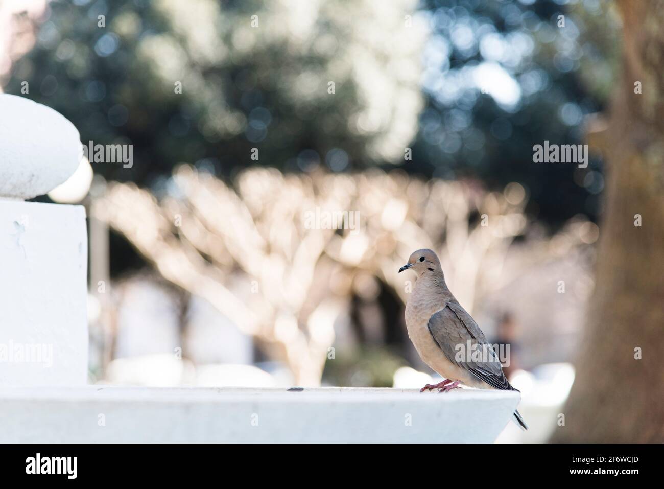 Adult eared dove, zenaida auriculata, perched on the edge of a fountain, in a park, on a sunny day. Side view. Image with copy space. Stock Photo