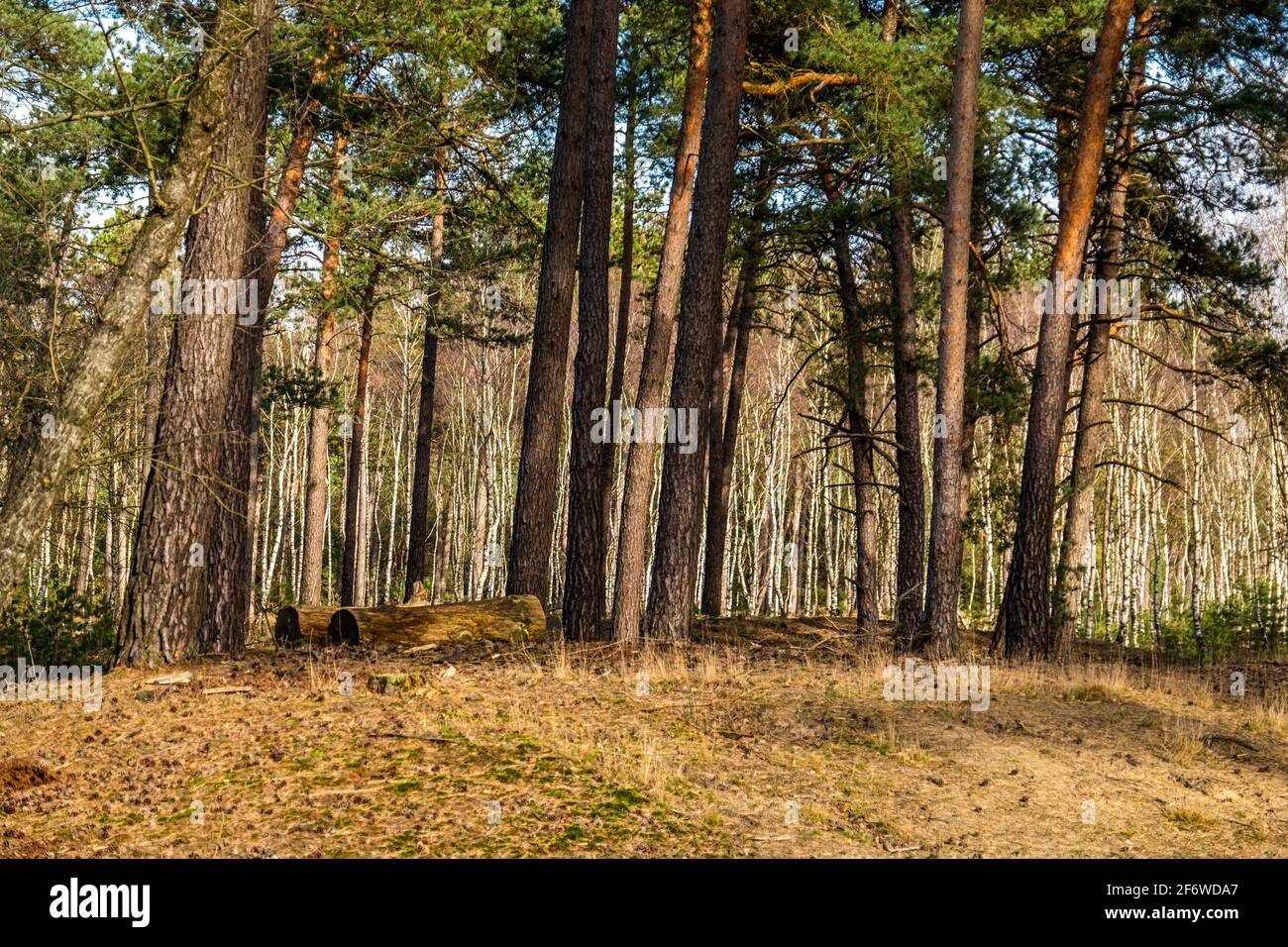 Dutch forest and heather landscape, Otterlo, The Netherlands, Europe. Stock Photo