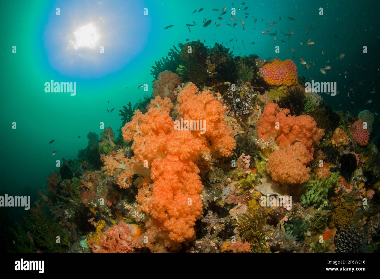 Glomerate Tree Coral (Dendronephthya sp) and small fish (Actinopterygii Class) with sun in Background, Yellow Wall dive site, Rinca Island, near Stock Photo