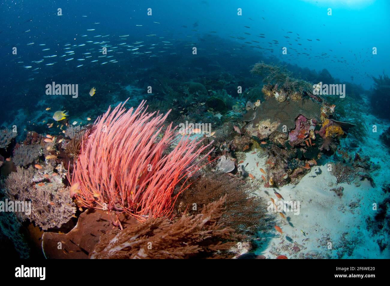Red Whip Coral (Ellisella cercida) with school of fish (Actinopterygii Class) in background, Coral Gardens dive site, One Tree Island, near Fam Stock Photo