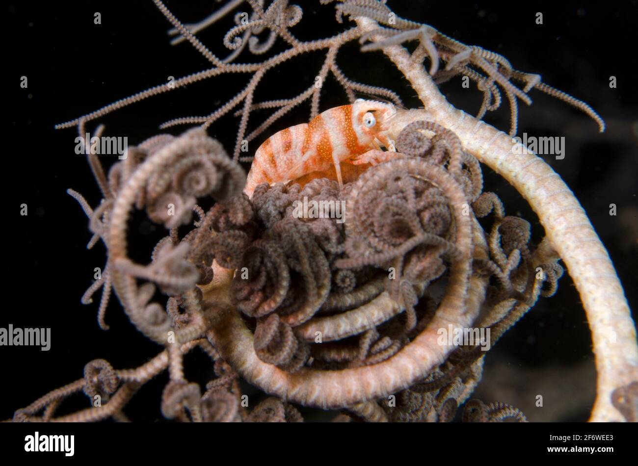 Banded Brittle Sea Star High Resolution Stock Photography and Images Alamy