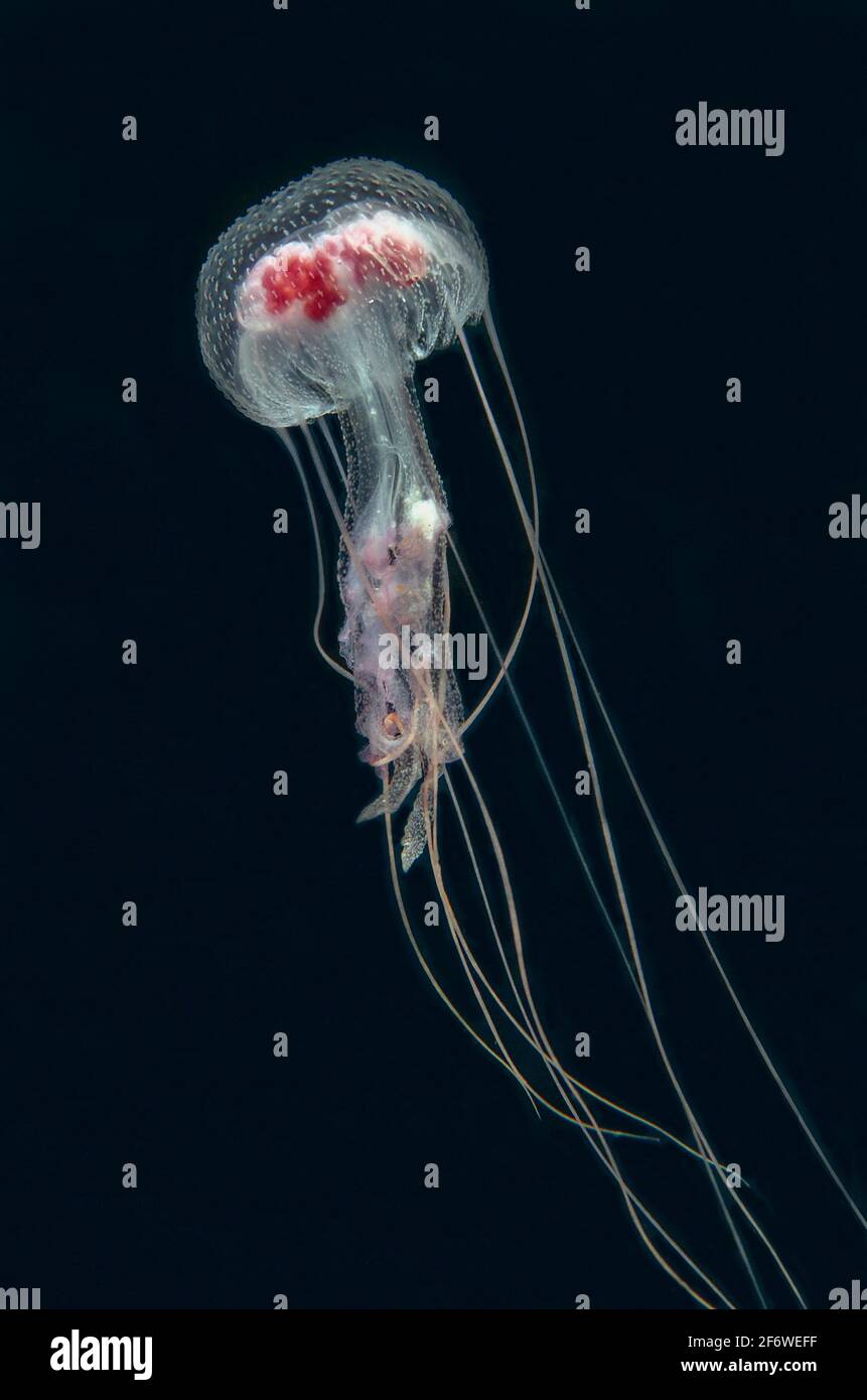 Mauve Stinger Jellyfish (Pelagia sp), 7 Seas Secret dive site, Tatawa Besar Island, Komodo National Park, Indonesia. Stock Photo