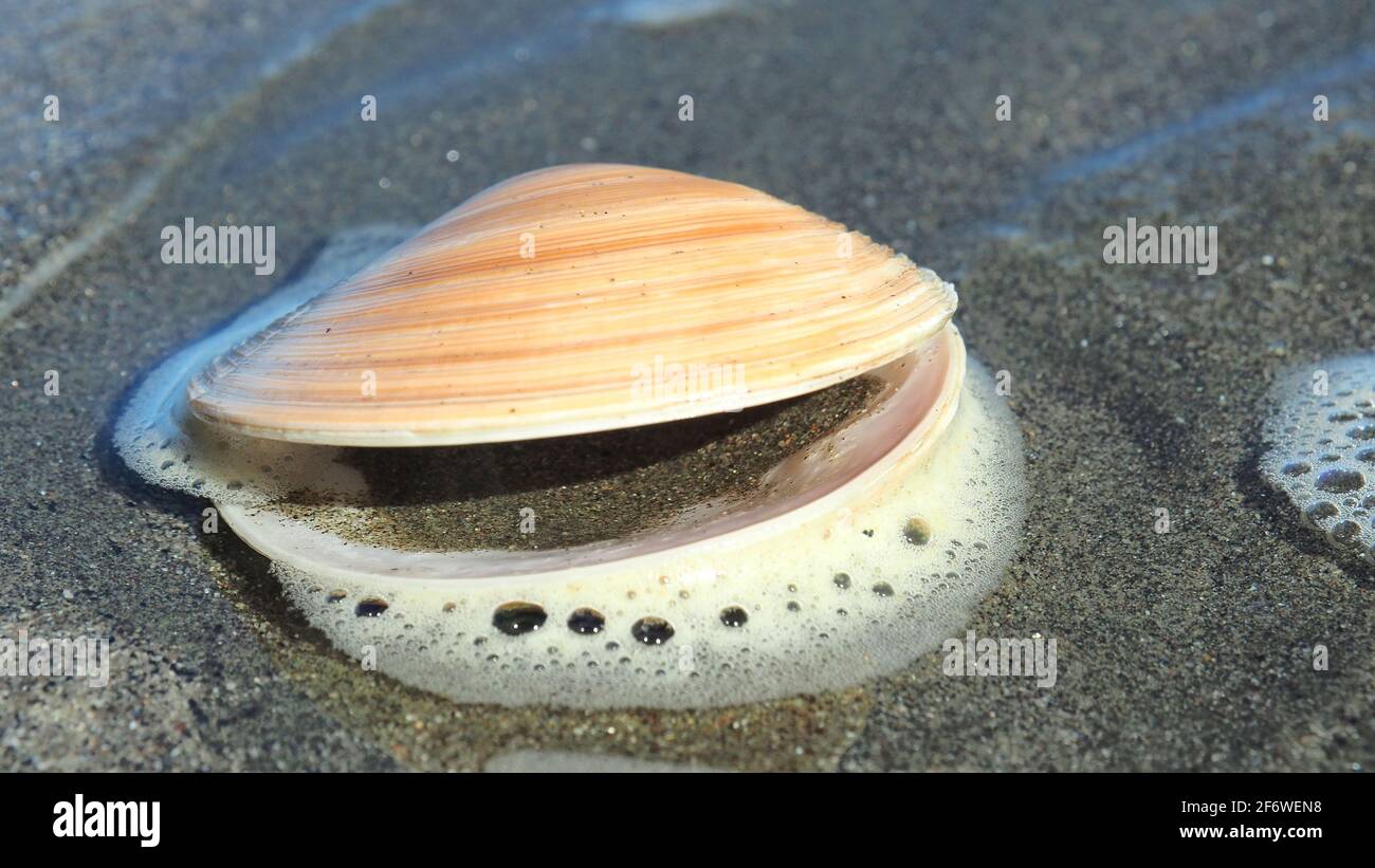 An empty coarse dosinia clam (tuangi haruru) at the water's edge on Raumati beach, NZ Stock Photo