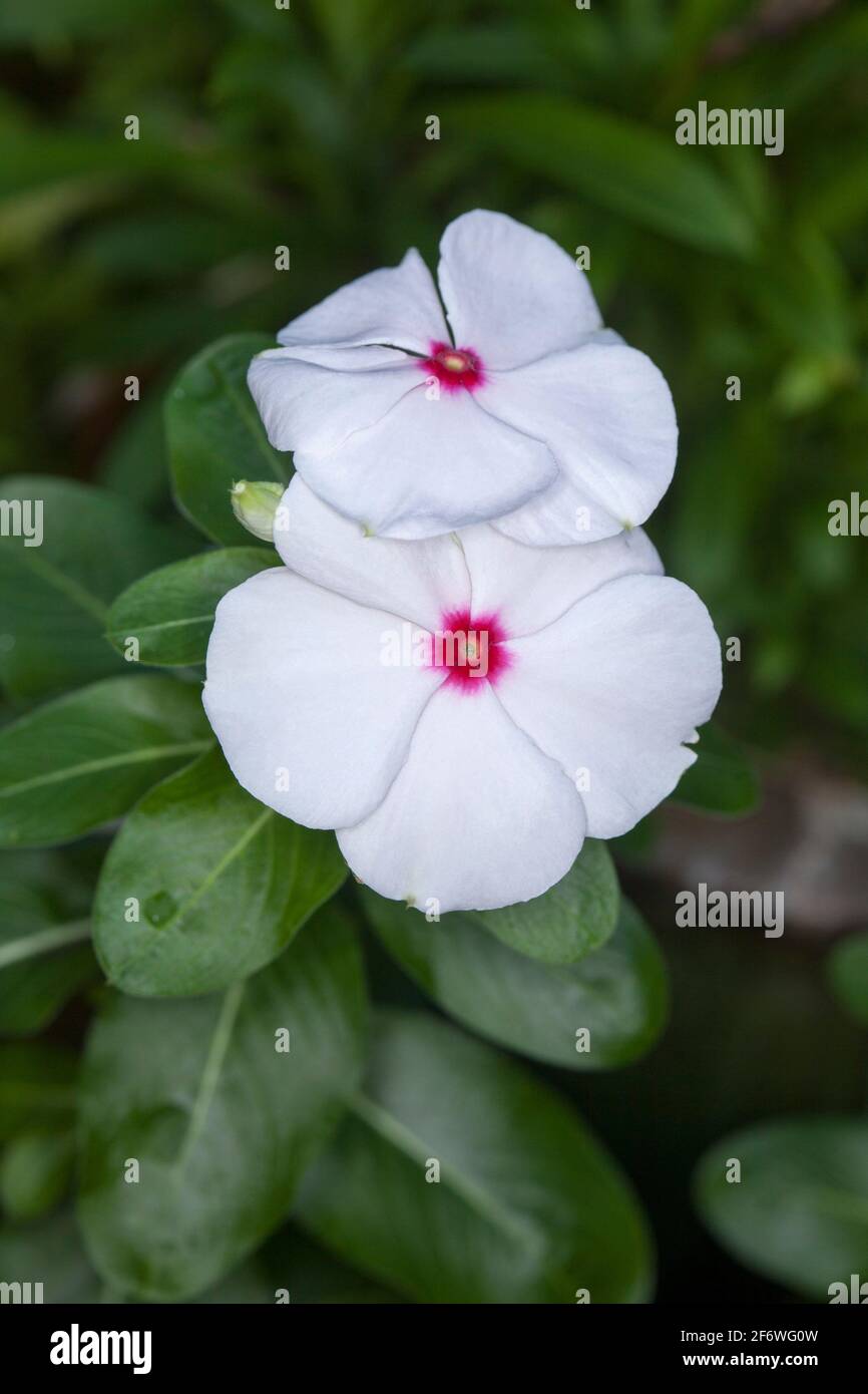 White flowers with red centres of Catharanthus roseus, Vinca, a drought tolerant perennial garden plant, on a background of emerald green foliage Stock Photo
