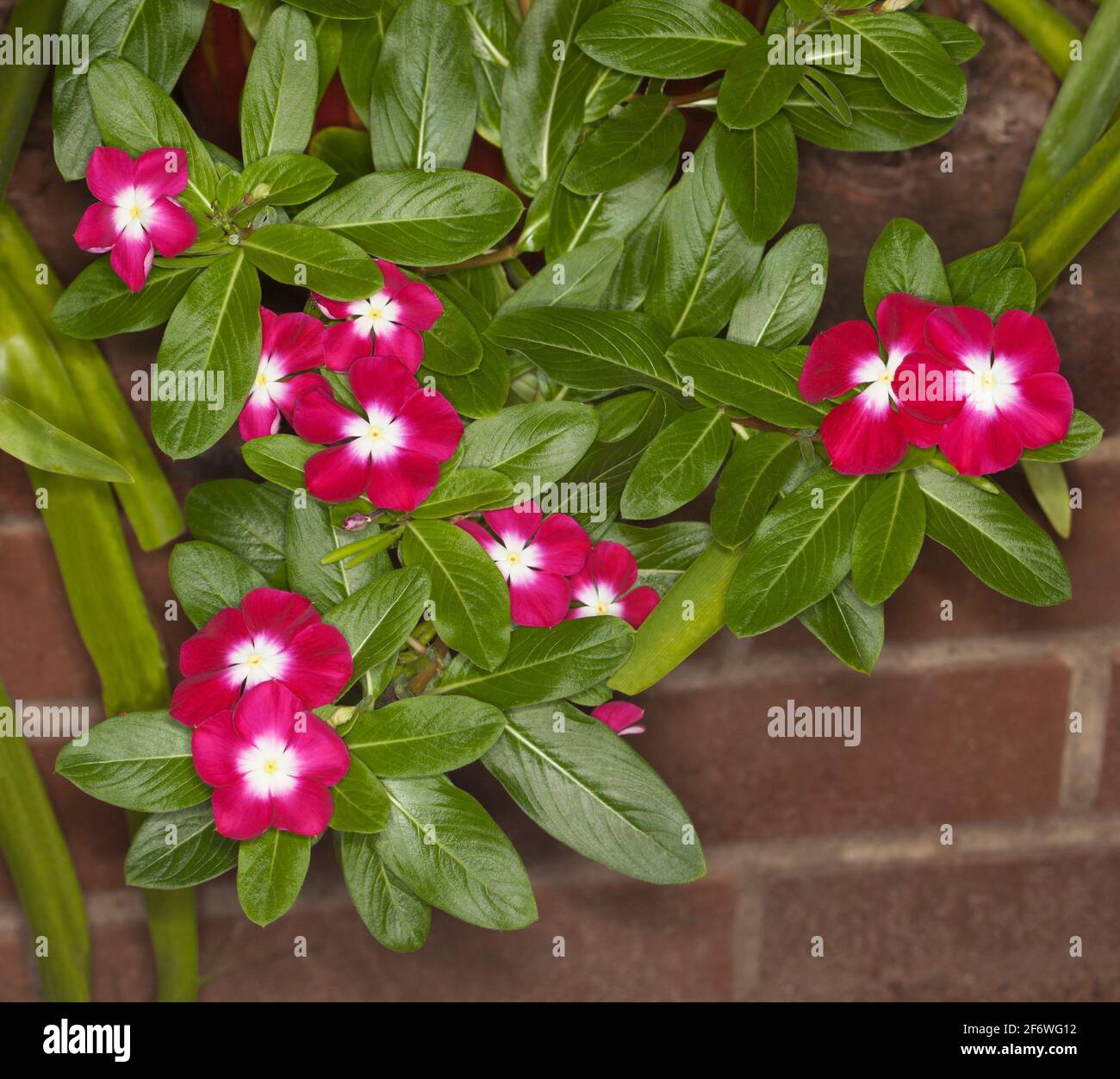 Vivid red flowers with whitecentres of Catharanthus roseus, Vinca, a drought tolerant perennial garden plant, on a background of emerald green foliage Stock Photo