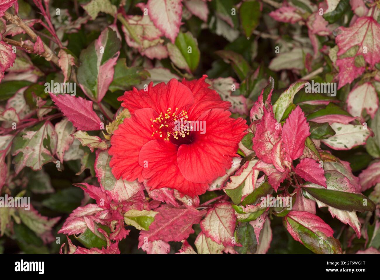 Drought tolerant garden shrub, Hibiscus 'Snowflake', with bright red flower against background of variegated red, green and white leaves Stock Photo