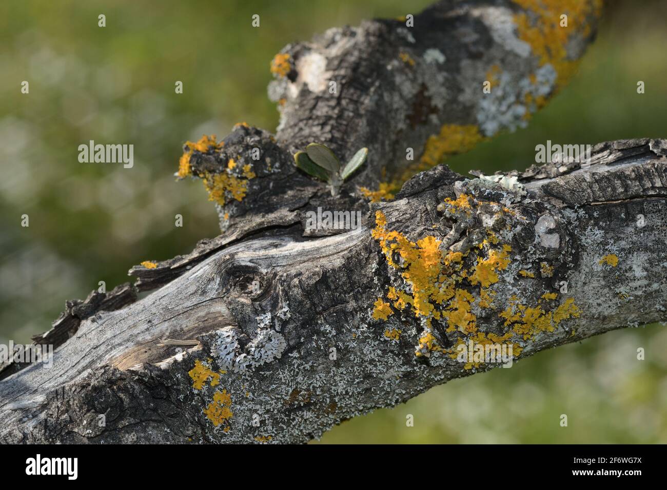 old tree branch of an olive tree covered of yellow lichen in Tuscany land Stock Photo