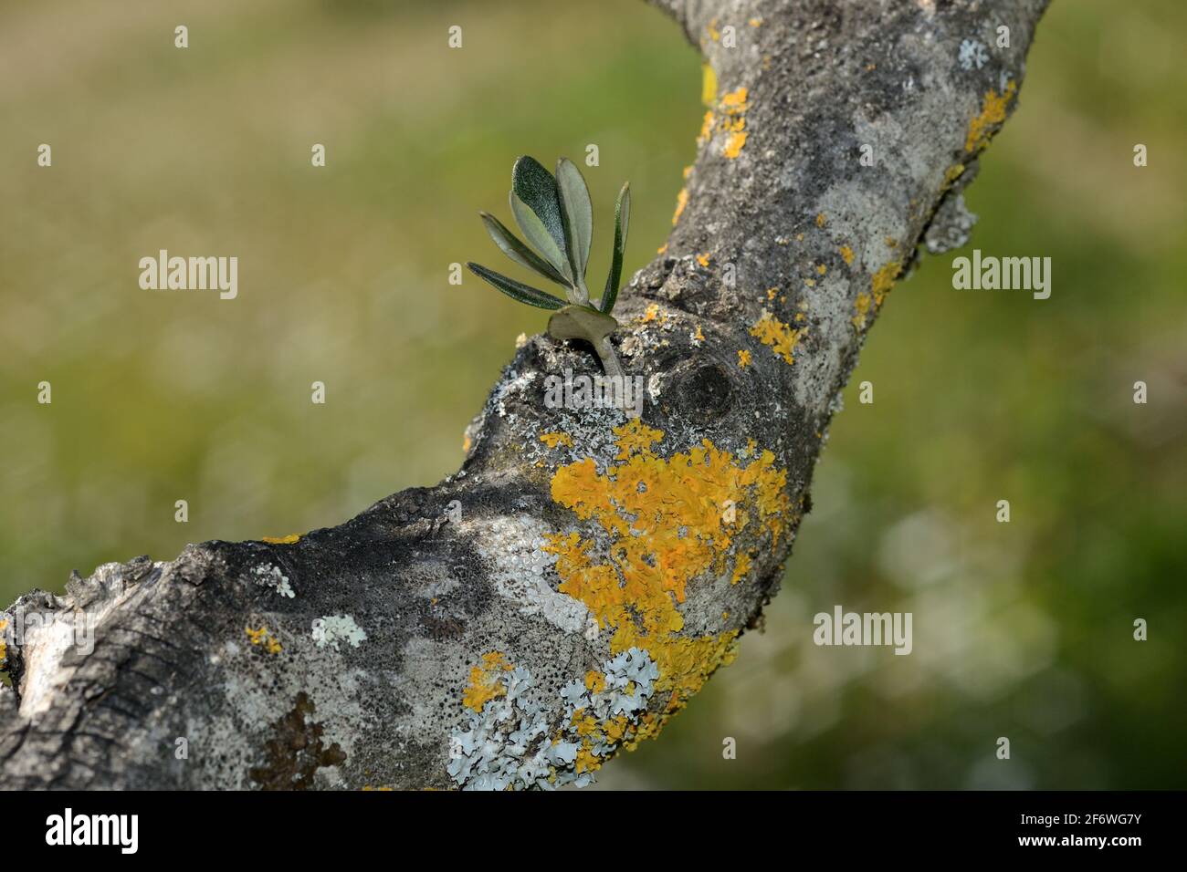 old tree branch of an olive tree covered of yellow lichen and with a young twig, in Tuscany land Stock Photo