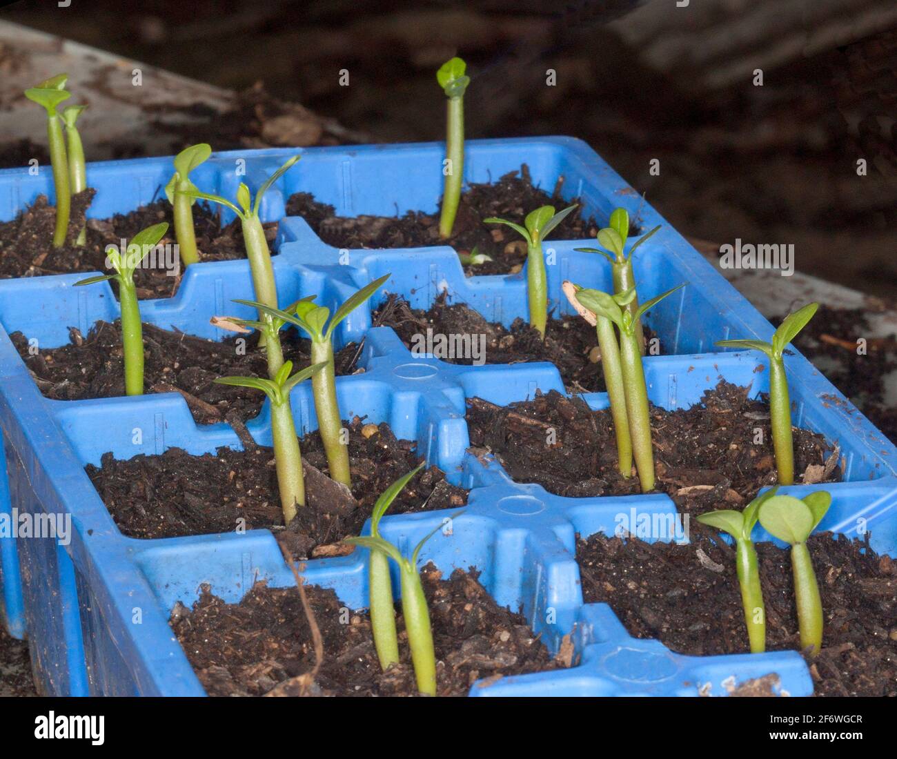 Group of seedlings of Adenium obesum, African Desert Rose, sprouting from the soil in blue plastic seed raising containers Stock Photo