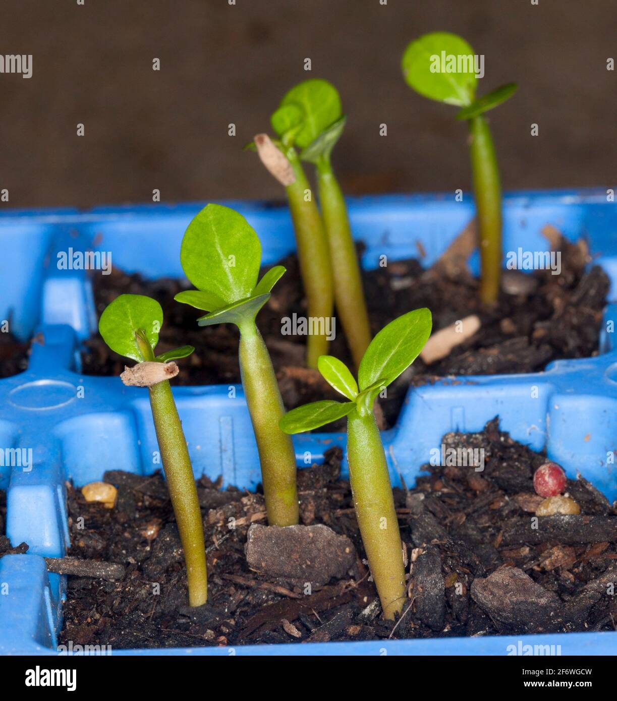 Group of seedlings of Adenium obesum, African Desert Rose, sprouting from the soil in blue plastic seed raising containers Stock Photo