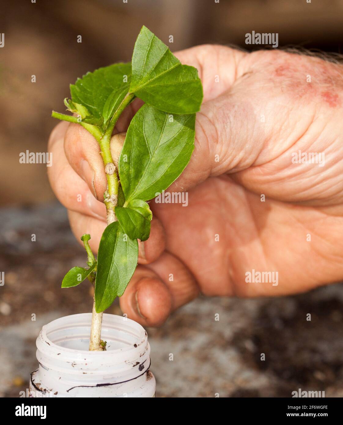 Hibiscus stem cutting held in a person's hand and being dipped into hormone rooting compound Stock Photo