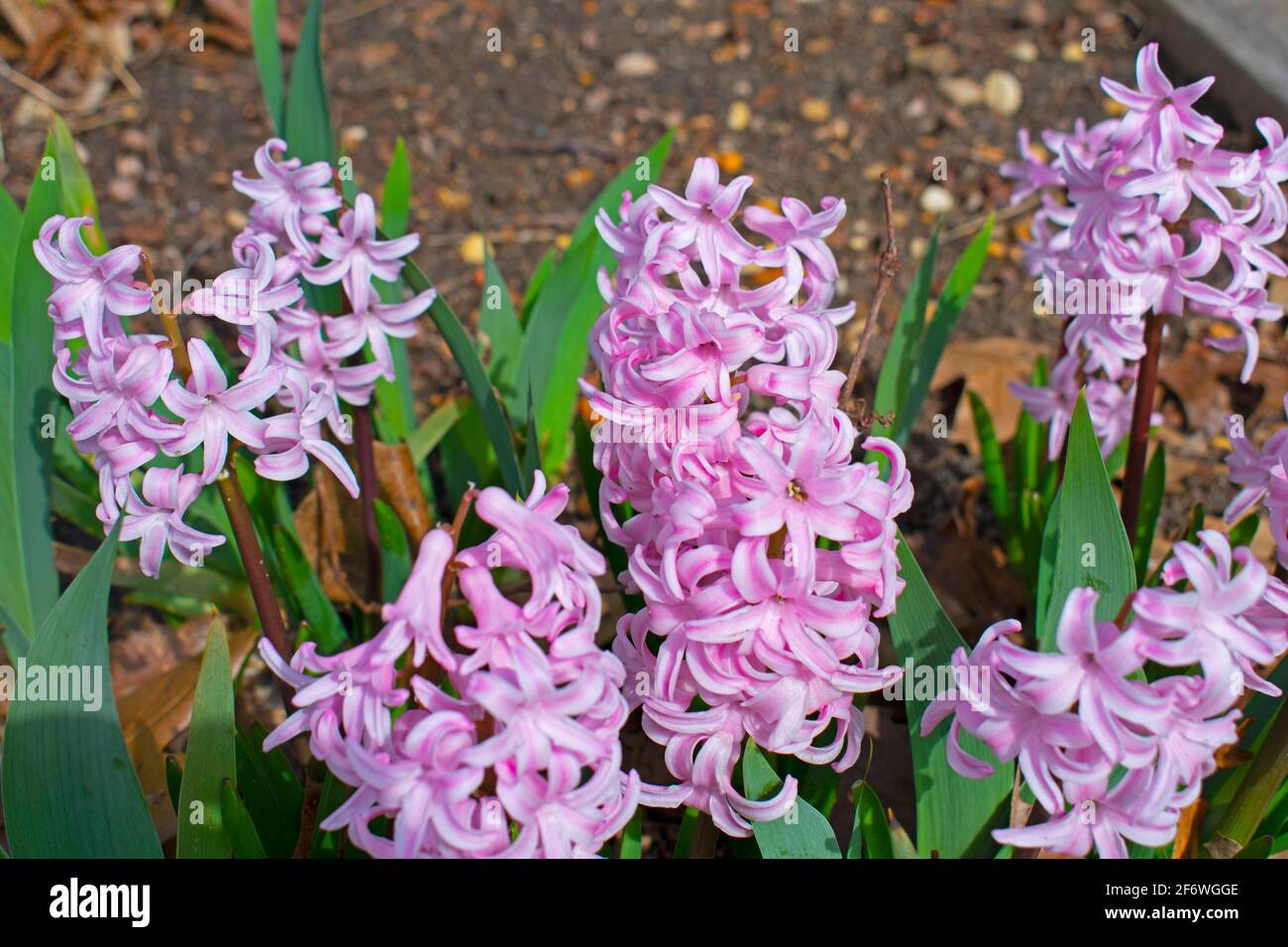 Fragrant pink hyacinth spiked flowers against a blurred background of green leaves and garden soil Stock Photo
