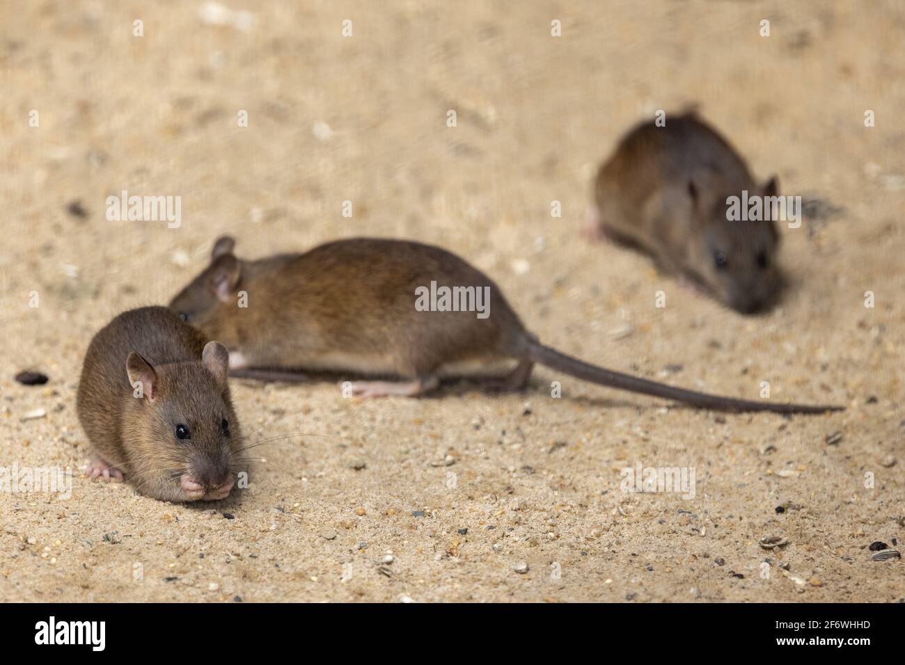 Black Rats feeding on bird seed in bird aviary Stock Photo Alamy