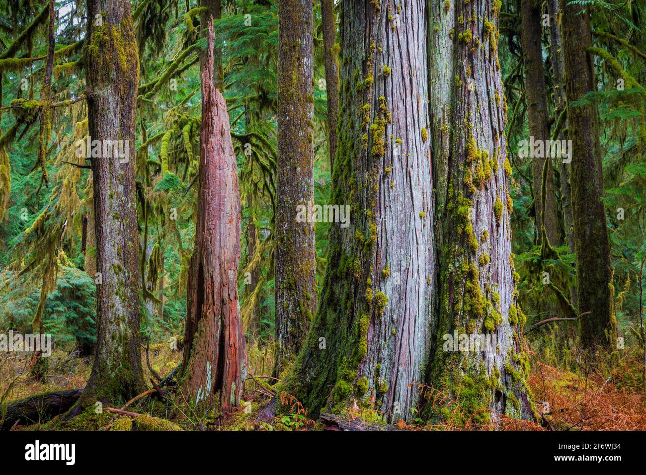 The Quinault Rain Forest is a temperate rain forest, which is part of the Olympic National Park and the Olympic National Forest in the U.S. state of W Stock Photo
