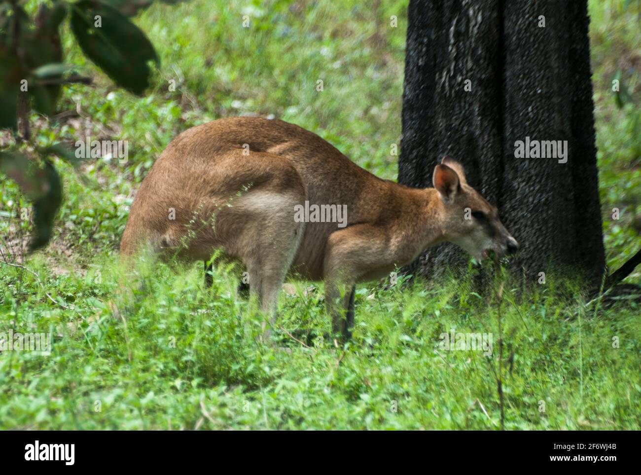 Antilopine wallaroo (red kangaroo) near Wangi Falls at Litchfield National Park, Northern Territory, Australia Stock Photo