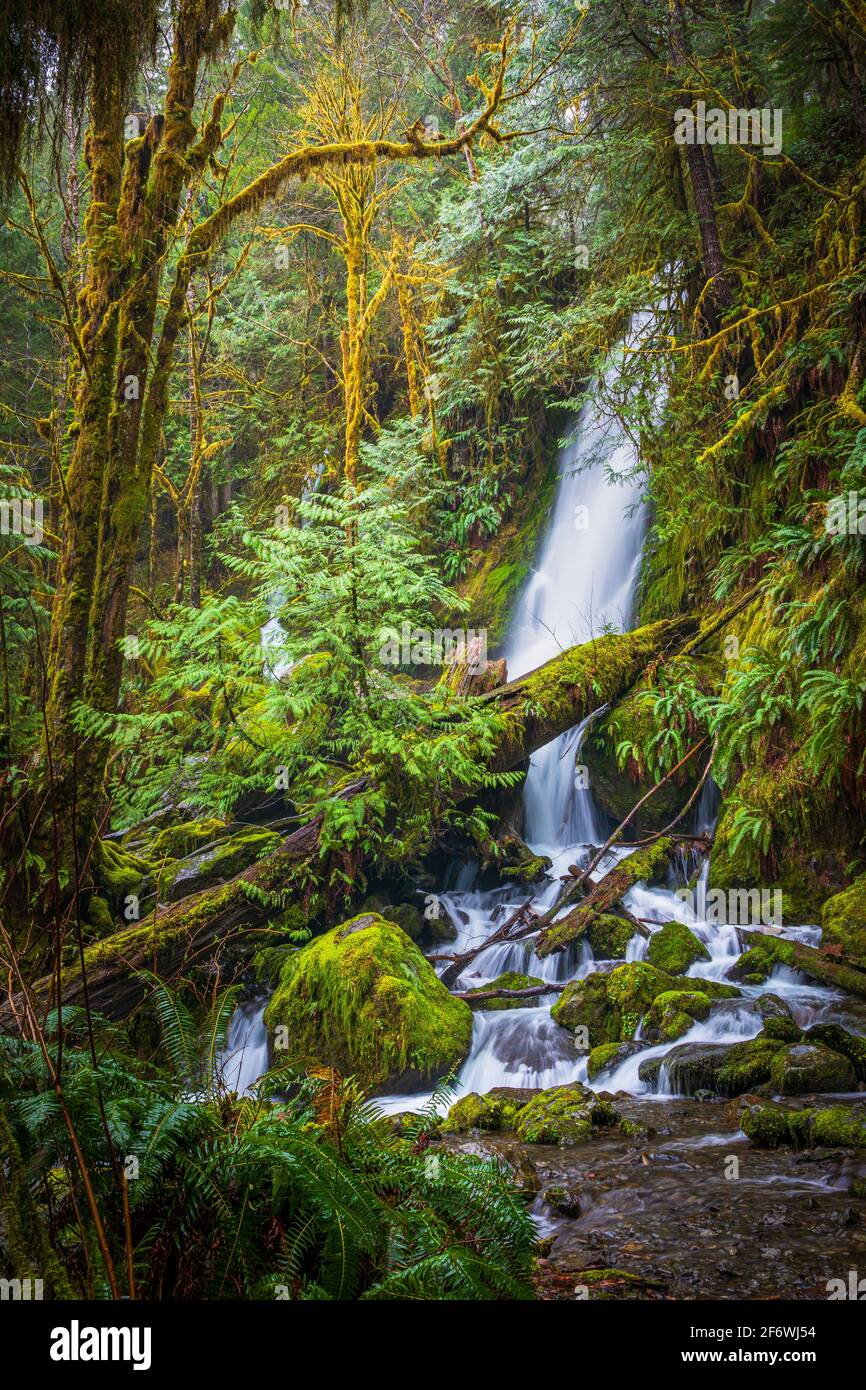 The Quinault Rain Forest Is A Temperate Rain Forest Which Is Part Of the-quinault-rain-forest-is-a-temperate-rain-forest-which-is-part-of