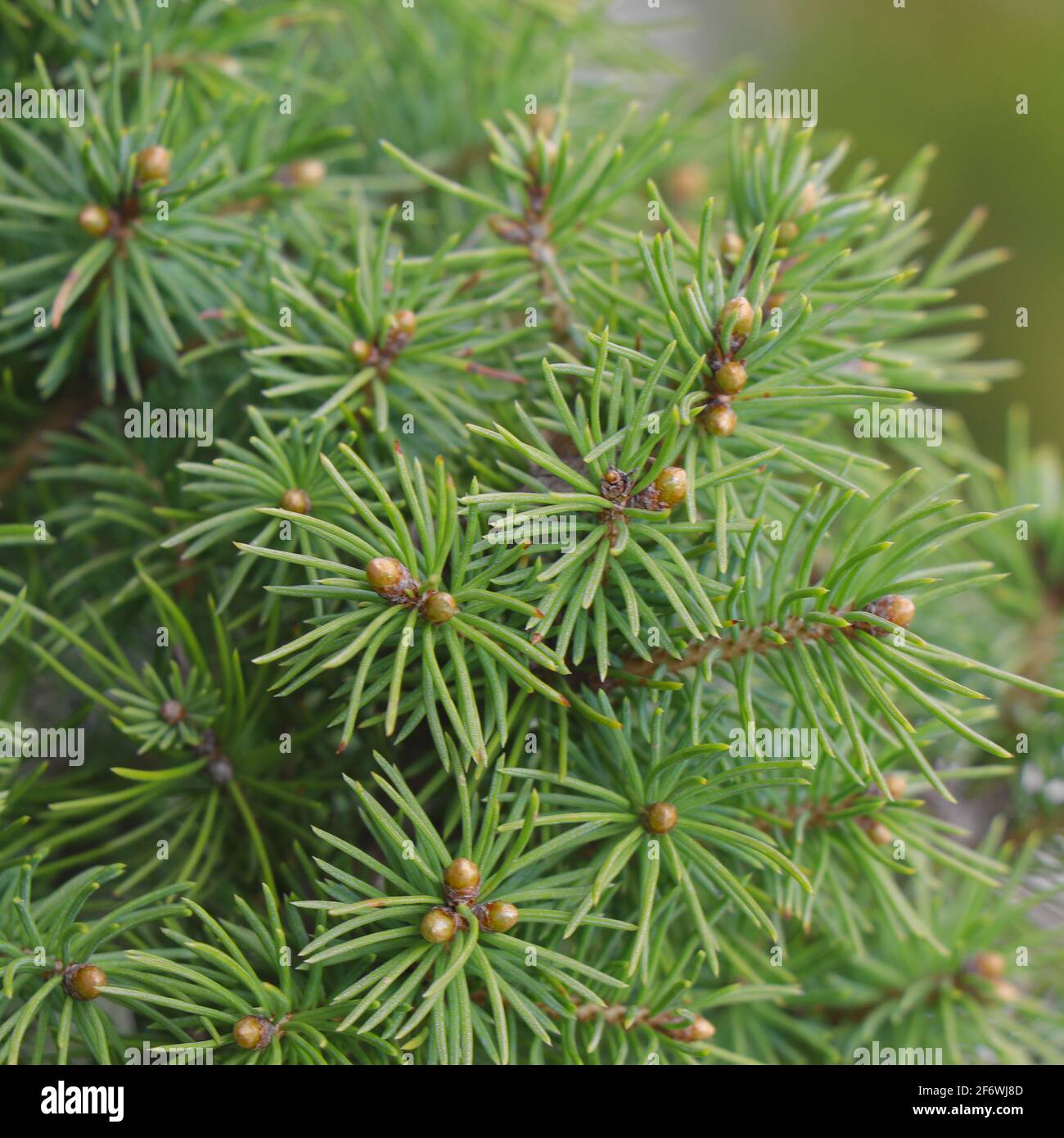 Coniferous dwarf tree Konica. Coniferous dwarf tree Konica. Canadian spruce needles. Stock Photo