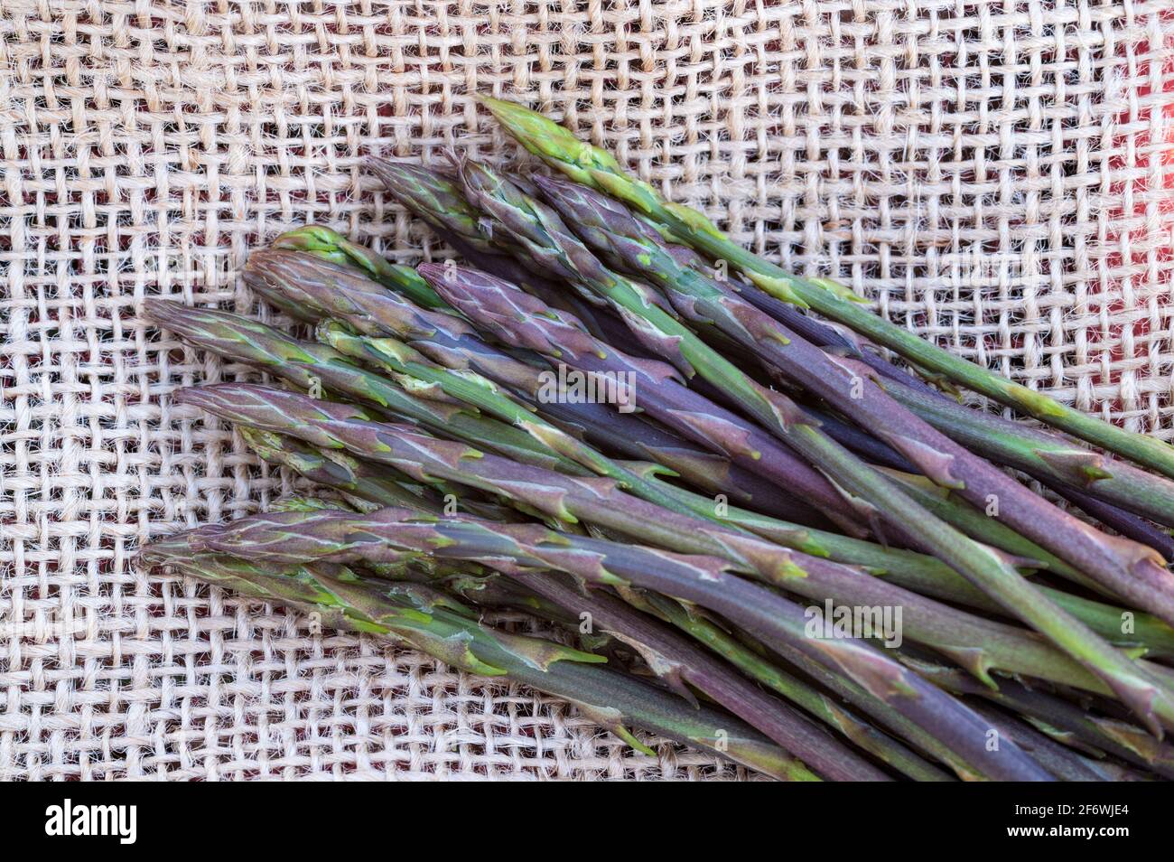 Freshly picked wild asparagus ready for use laid on a sackcloth base Stock Photo