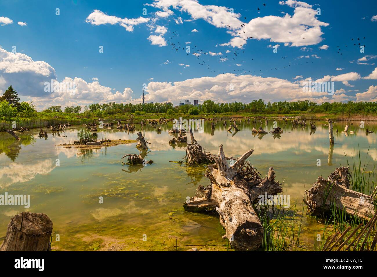 Canadian Wetlands Stock Photo
