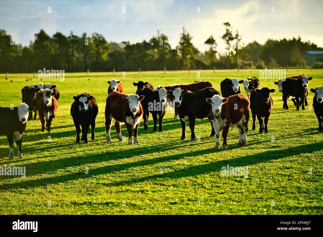 Hereford cattle, standing with a large herd on green pastures, in the New Zealand countryside in the morning, the atmosphere is bright and warm. Stock Photo
