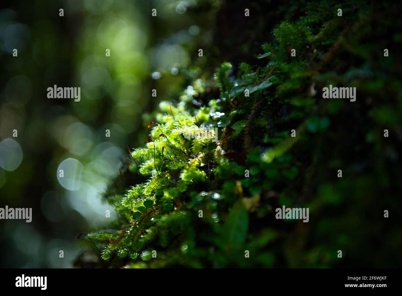 Bright green moss perched on the trees in the forest, the background has beautiful bokeh, the tone is fresh and bright. Use it as a wallpaper or as a Stock Photo
