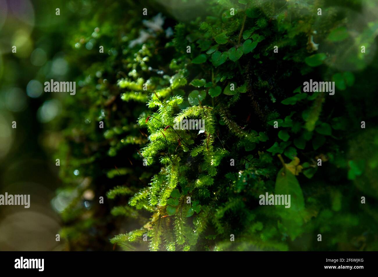 Bright green moss perched on the trees in the forest, the background has beautiful bokeh, the tone is fresh and bright. Use it as a wallpaper or as a Stock Photo