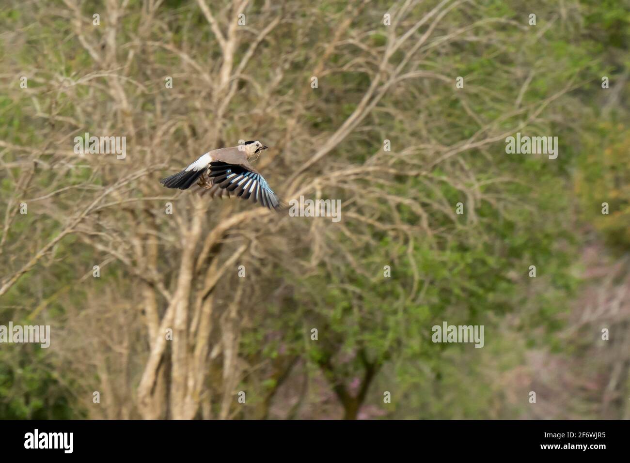 An eurasian jay in flight, carrying a string for building its nest. Stock Photo