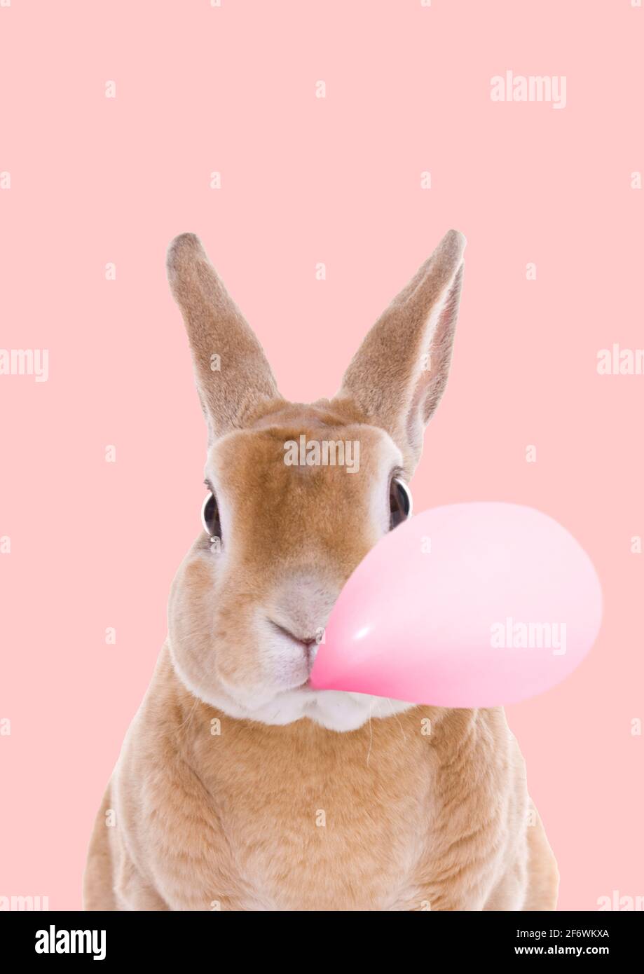 Real Bunny with pink balloon bubble Stock Photo