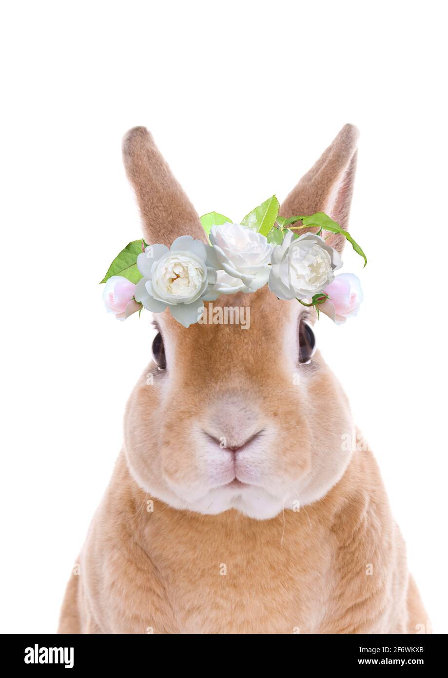 Real Bunny with pink balloon bubble Stock Photo