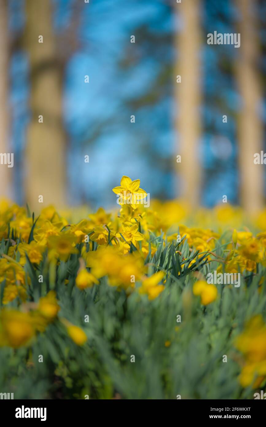 Daffodil Hill at Lake View Cemetery in Cleveland Ohio Stock Photo Alamy