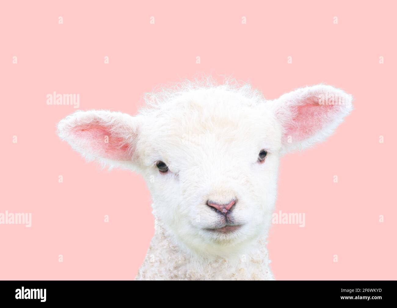 White Baby Lamb with pink background and bubble balloon Stock Photo