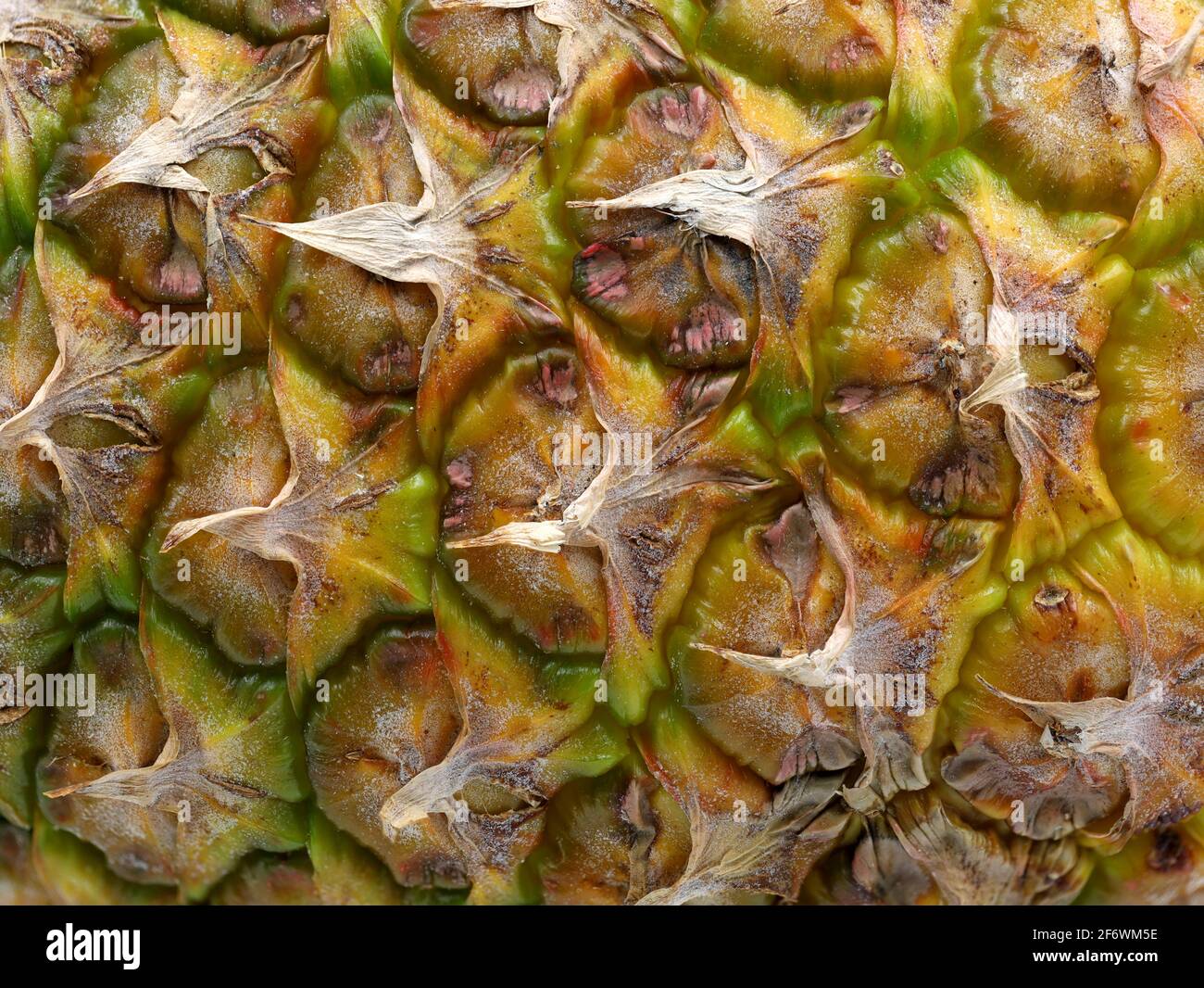 Close up texture of fresh ripe pineapple background Stock Photo