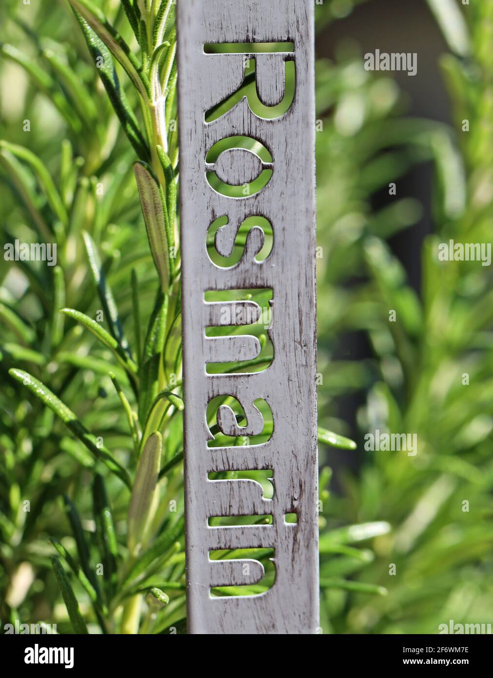 Rosemary vertical word in German, Rosmarin, on metal sign, fresh mediterranean plant in herb garden Stock Photo