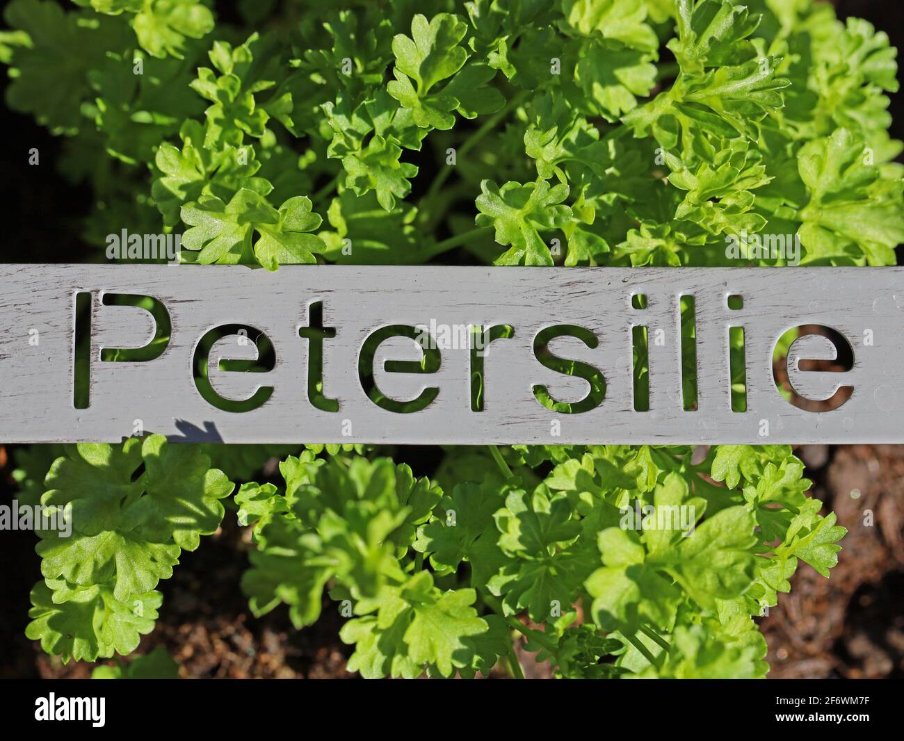 fresh green parsley plant with metal sign and the german word petersilie Stock Photo