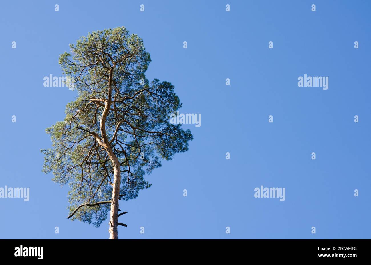 Coniferous tree or treetop (Coniferae, Coniferophyta, Spermatophytes) against blue sky in Westerwald, Rhineland-Palatinate, Germany, Europe Stock Photo