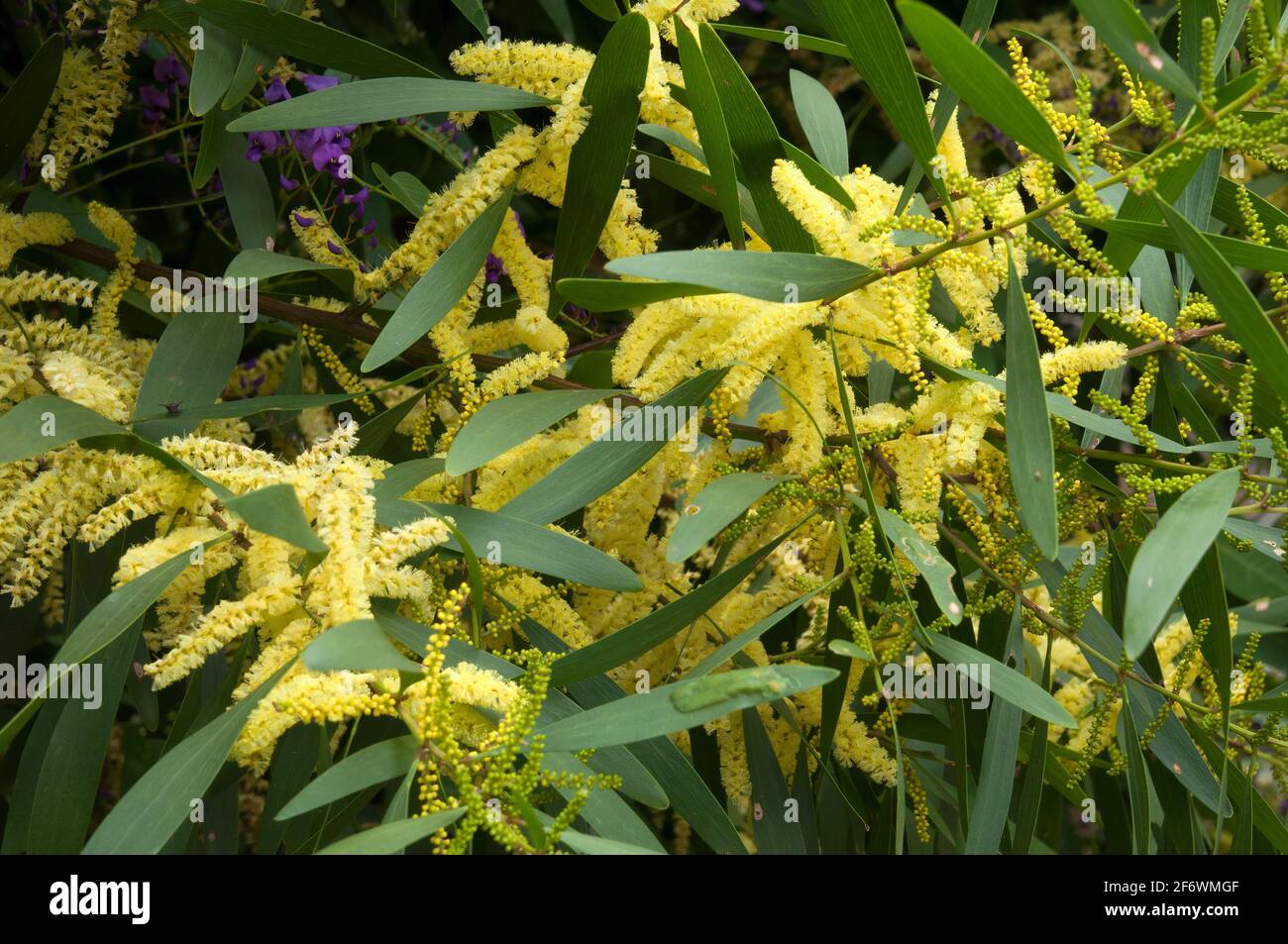 Sydney Australia, the yellow flowers of an acacia longifolia or sydney golden wattle tree Stock Photo