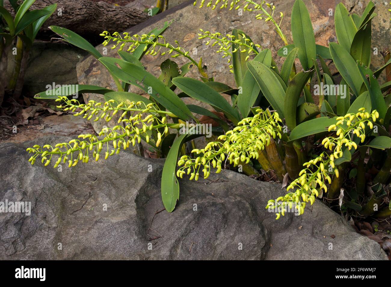 Sydney Australia, flower buds of native yellow sydney rock orchid