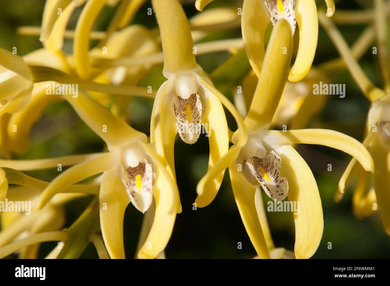 Sydney Australia, yellow flowering Dendrobium speciosum or Sydney rock orchid Stock Photo