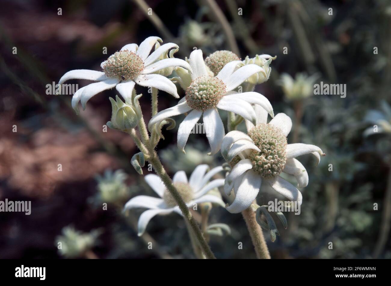 Sydney Australia, actinotus helianthi or flannel flower an australian wildflower Stock Photo