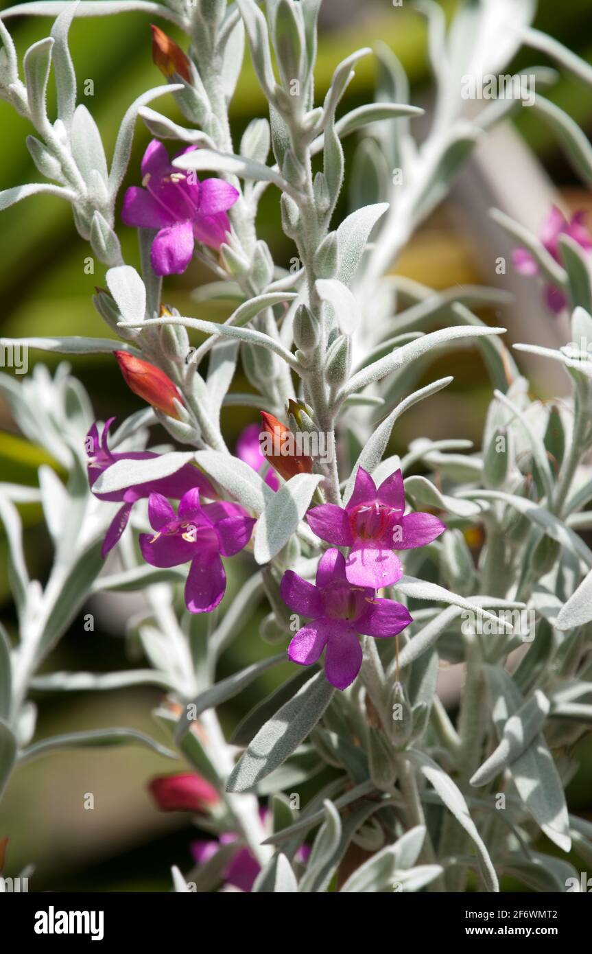 Sydney Australia, flowers of a eremophila nivea or emu bush native to  Western Australia Stock Photo - Alamy