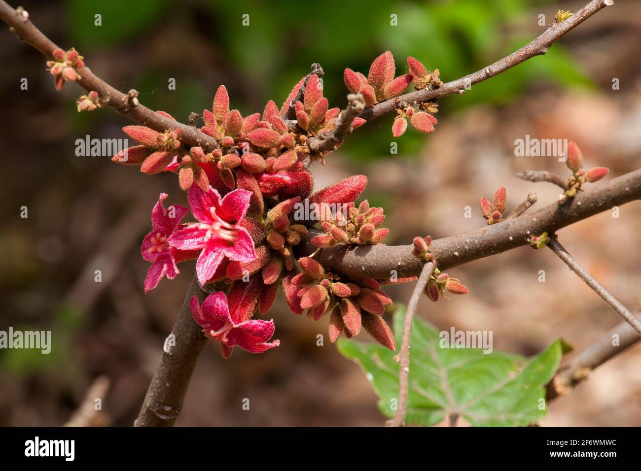Sydney Australia, pink flowers of a native Brachychiton bidwillii or little kurrajong Stock Photo