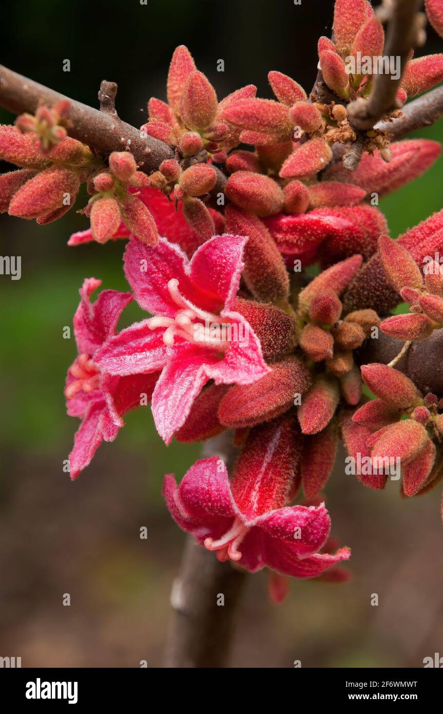 Sydney Australia, pink flowers and buds  of a native Brachychiton bidwillii or little kurrajong Stock Photo