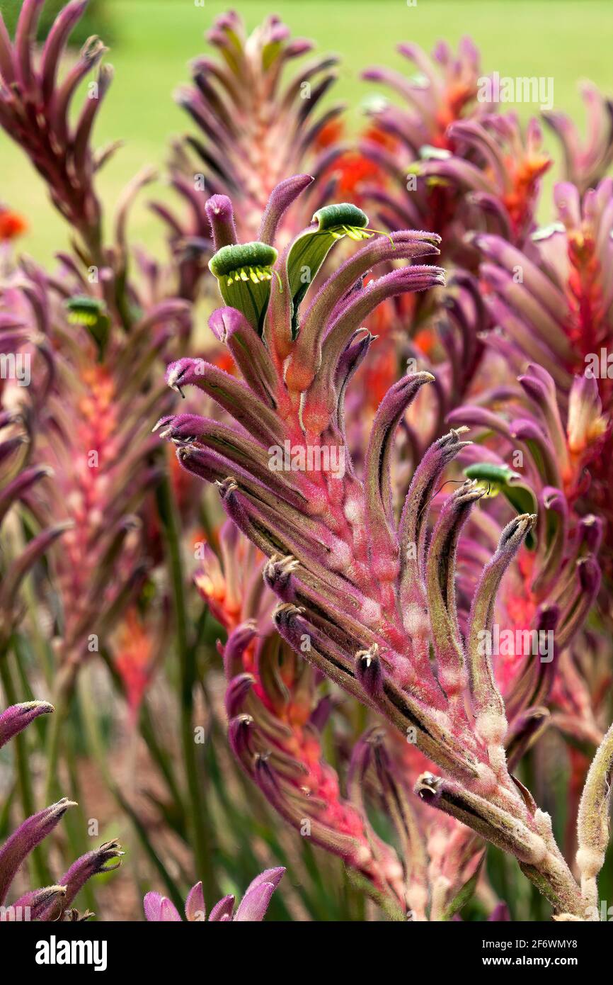 Koorapoo Flower Sydney Australia, multi colored