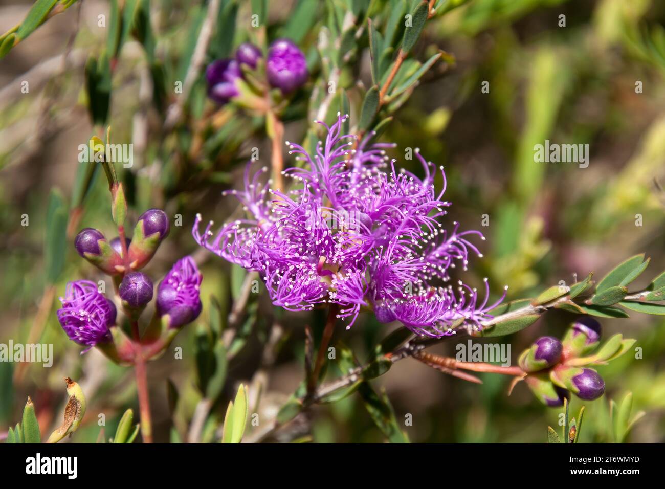 Sydney Australia, purple flower of the native melaleuca thymifolia